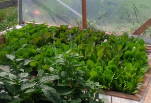 IMG_20150819_111323 (1)